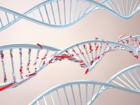 Технология CRISPR оказалась способна привести к незапланированным мутациям